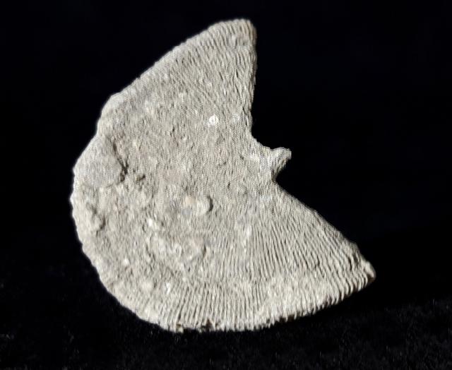 Diploctenium subcirulare MILNE-EDWARDS & HAIME 1848 - Bild © FossNet FossilienStore